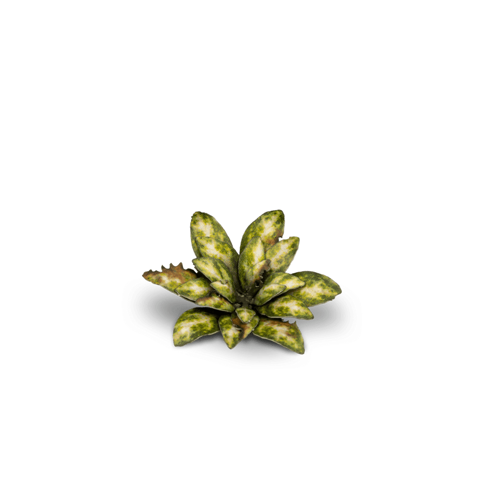 Laser Plants - Dumb Cane