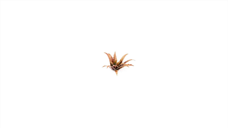 Laser Plants - Red Aloe